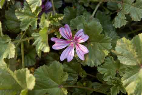 Malva